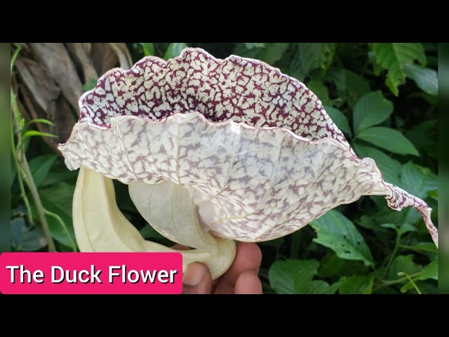 Duck flower From Honduras (Aristolochia Grandiflora)