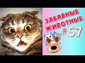 Приколы с Животными #57 / Смешные Животные 2020 / Приколы / Приколы про Животных / Лучшие Приколы