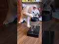 Funny Cats And Dogs Videos #shorts #trending