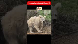 اغرب مواقف للحيوانات هتدهشك ج21