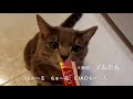 チャオちゅーる CM 「猫の日 特別篇(フルコーラス)」 2021
