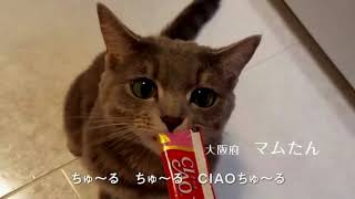 チャオちゅーる CM 「猫の日 特別篇(フルコーラス)」 2021