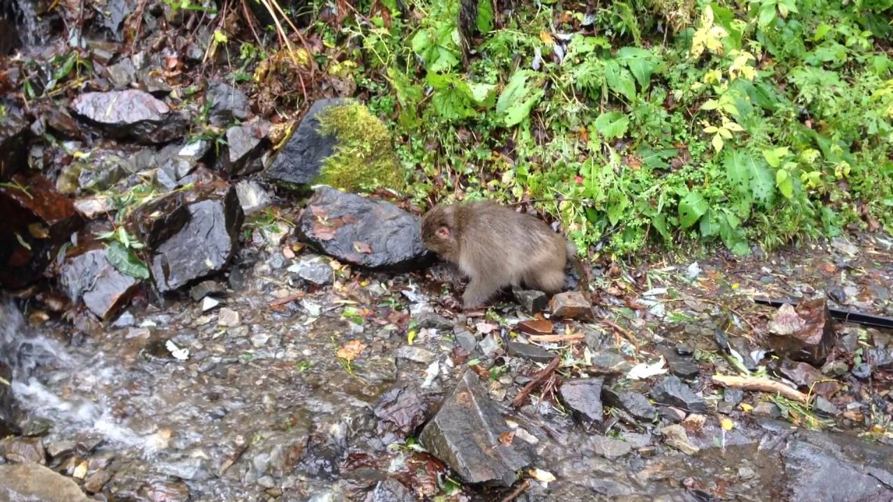 Cute Japanese monkey baby ＠Kamikochi Nagano, Japanー20161009