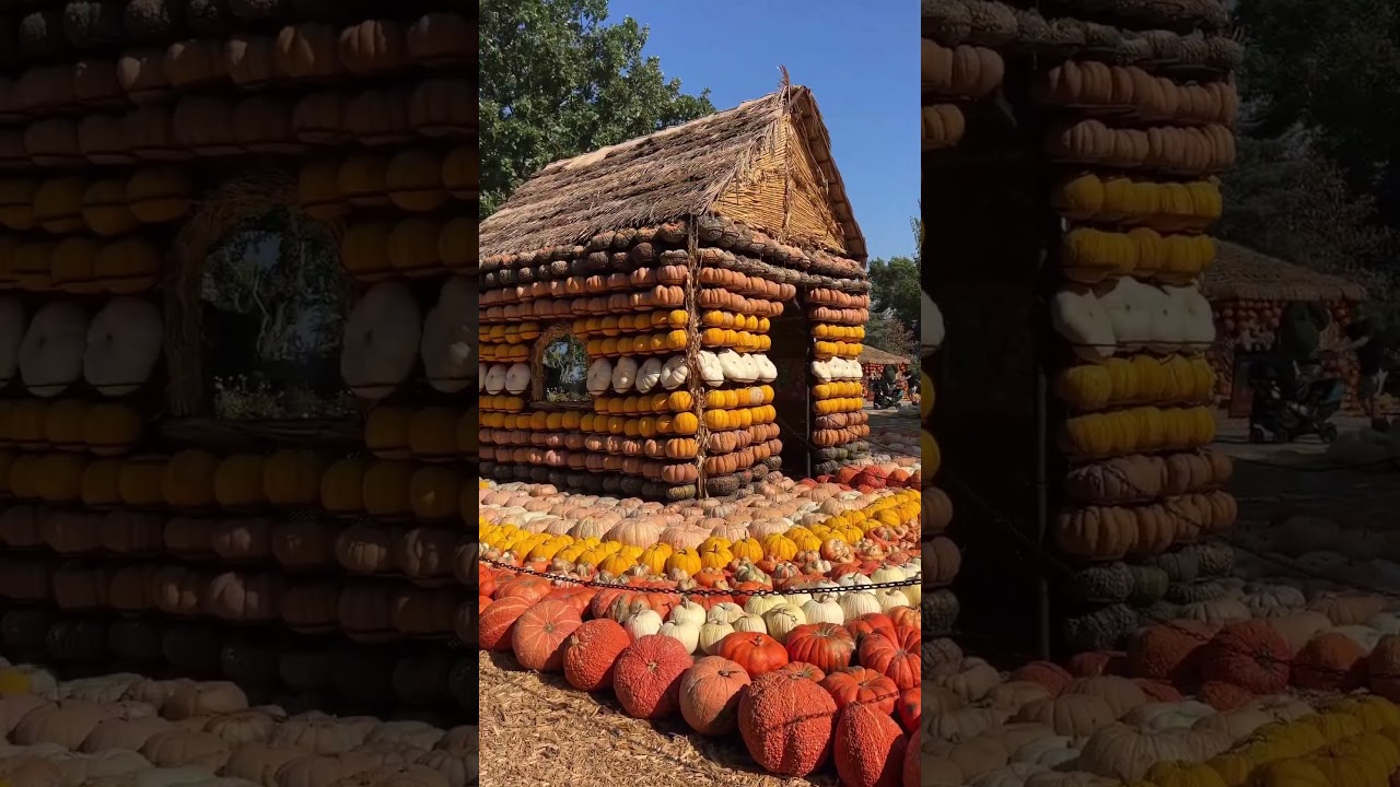 BEST Pumpkin Patch in Texas | The Austin Tourist