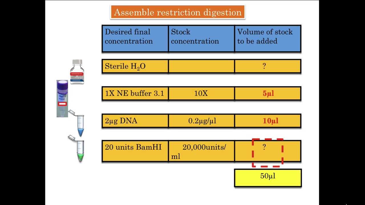 Assemble restriction digestion assay