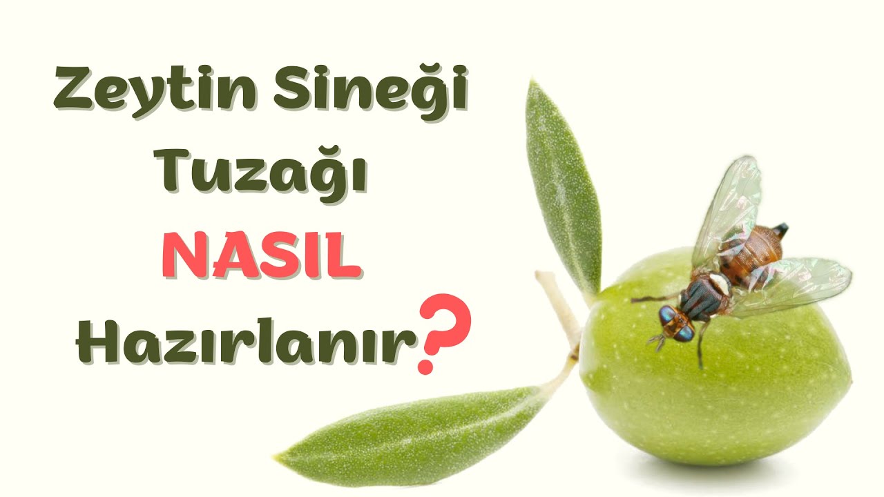 Zeytin Sineği Tuzağı Nasıl Hazırlanır?