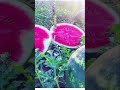 #shorts Melancia Gigante! #status #viralvideo #viral #fruit #baby #video #watermelon