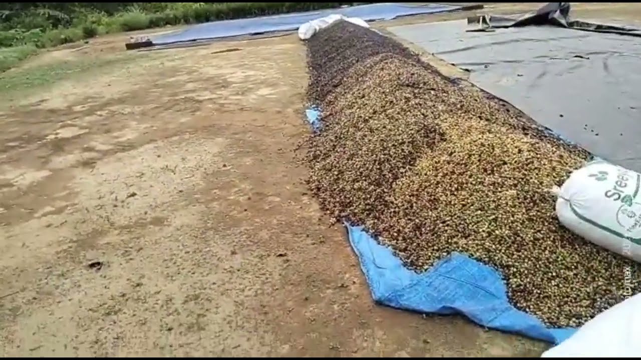 Tertunda semua rencana @Robustachannel 