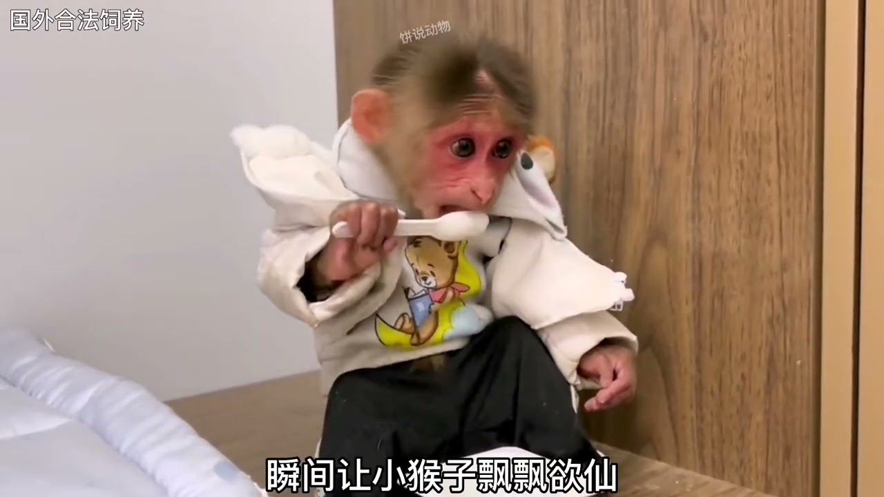 "Playful Baby Monkeys Swing and Jump 