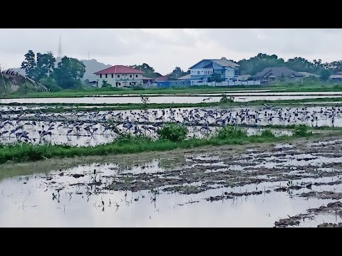 Bangau Oh Bangau Metrotv Harian Metro