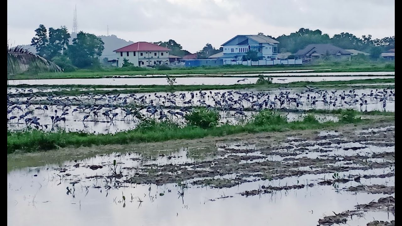 Bangau Oh Bangau Metrotv Harian Metro