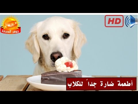 فيديو: هل يؤذي الديازيبام كلبًا؟