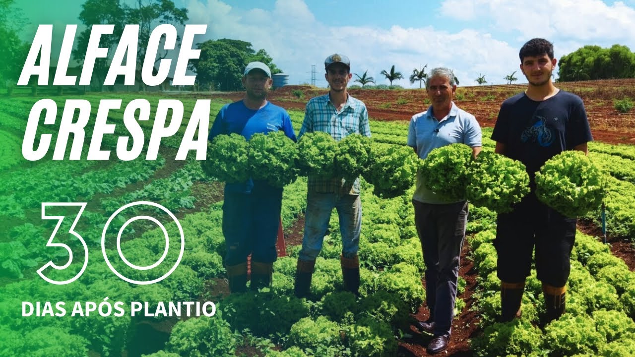CRISP LETTUCE IN 30 DAYS - How to Produce with QUALITY?