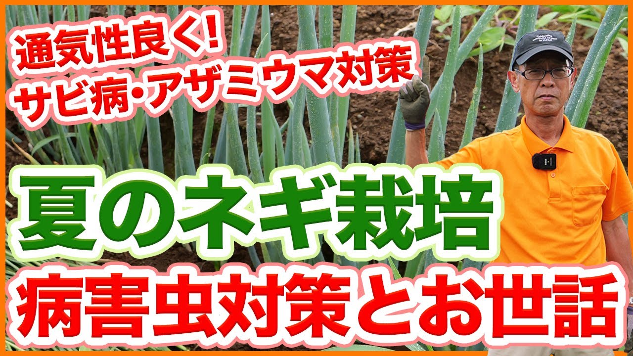 家庭菜園や農園のネギ栽培でサビ病やアザミウマ対策！通気性を良くして予防するネギの育て方を徹底解説！【農園ライフ】