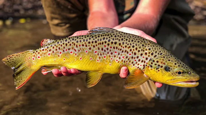 Basic European Nymphing Line  and Leader Setup wit...