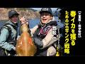 春イカを獲るためのエギング戦略【三重県・南伊勢町】