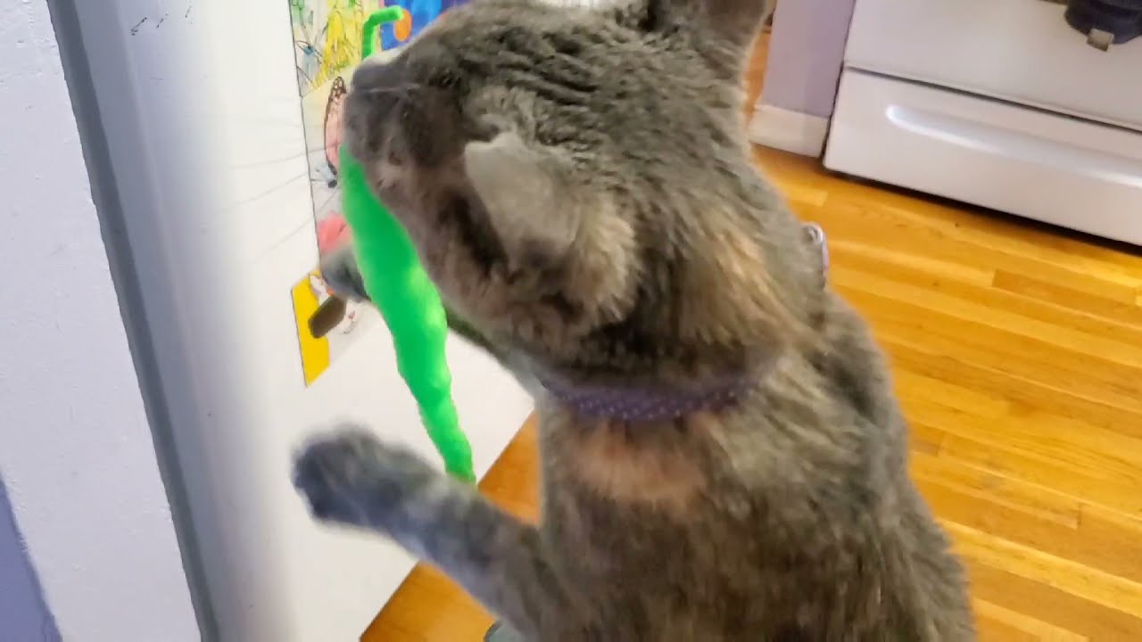 Tsuki Enjoyed Playing With The Wiggle Worm Toy