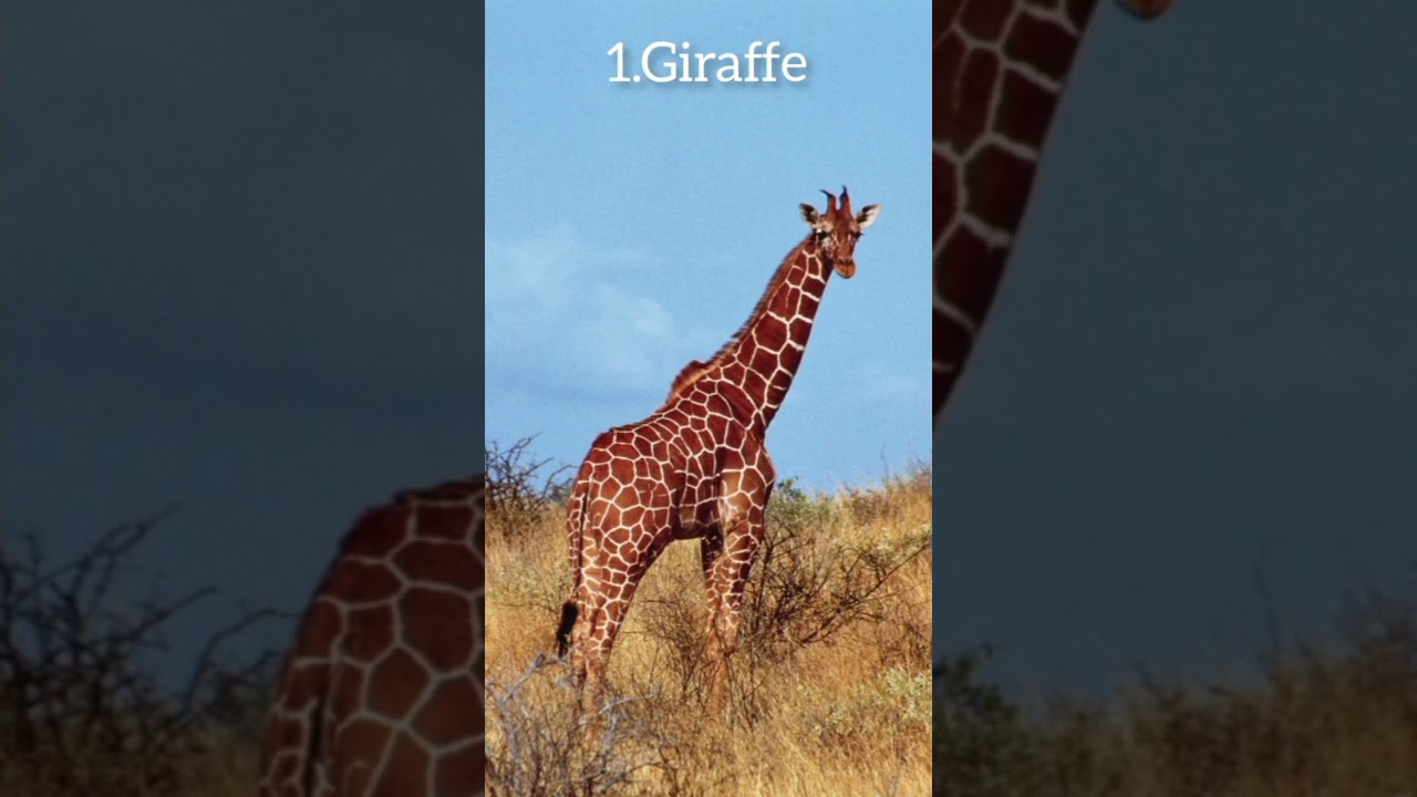 How animals sleep 😴                    