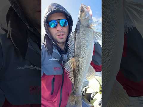День 49, 50✅ Штормовые судаки на Рыбинке🎣 #снастиздрасьте