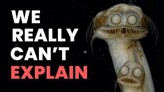 Nothing About the Telescope Fish Belongs on Earth...