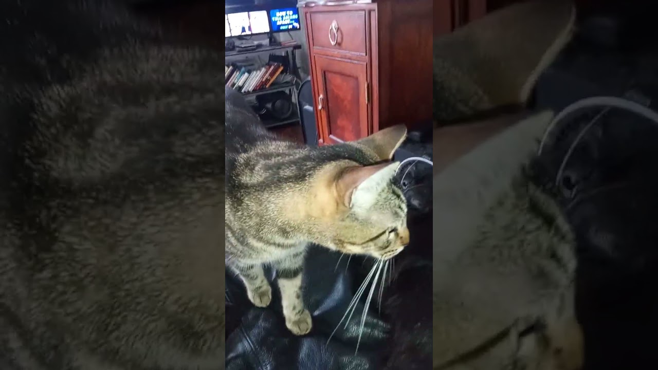 "Exploring the Majesty of Feline Grace: A Deep Dive into the World of Cat''   