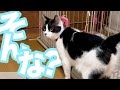 【ねこ動画】猫に構ってもらいたいのでかるーいイタズラをしてみた【ぱっぱらぱっぱっぱー】