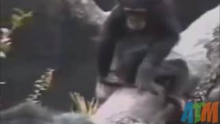 Monkey smelling his butt