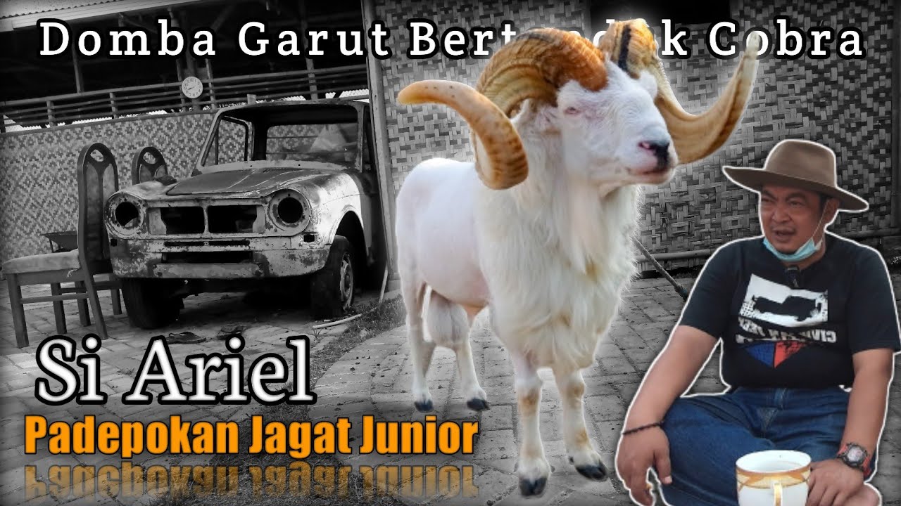 Si Ariel Domba Garut Kahot di Jawa Barat Si Tanduk Cobra Pdp. Jagat Junior