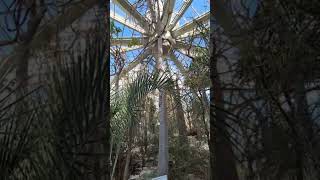 The largest water storing plants in the world..  #ytshorts #Baobabs #plants