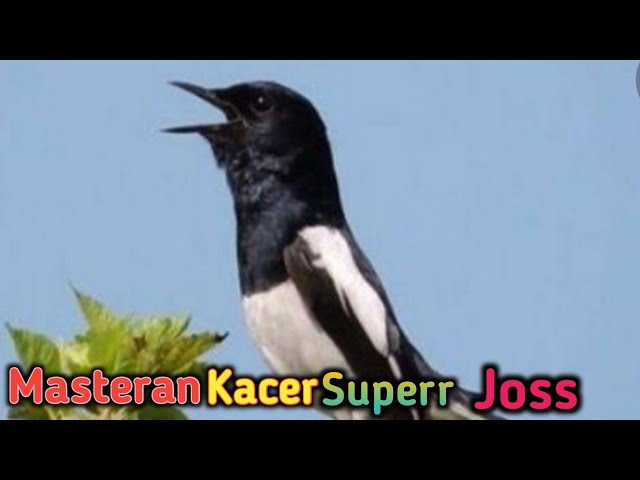 Masteran Kacer Superr Joss class=