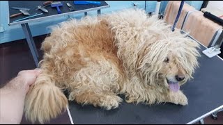 Grooming An Extremely Matted Dog