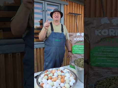 СУПЕР ПОЛЕЗНАЯ ТРАВА ДЛЯ КУР НЕСУШЕК!!! 20.07.2026 год.