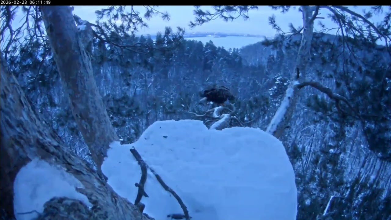 23.02.2026 Камычи. Красивый, взрослый орлан присмотрел гнездо Камычей.