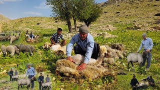 IRAN nomadic life | Shearing sheep wool in nomadic style | Spring ritual of nomads in mountains 🏕🌿