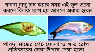 পাবদা মাছ চাষ রোগ প্রতিরোধ ও প্রতিকার A to Z দেয়া হলো || Pabda fish cultivation in Bangladesh #Fish screenshot 1