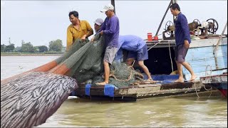 Những thành quả săn bắt cào đôi cuối mùa cá linh trên sông Tiền - Sông Nước Cửu Long - Nguyễn Hùng