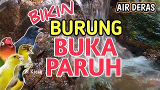 RAJIN BUNYI‼️ 1 Jam Suara Air Deras Bikin Semua Burung Buka Paruh - Terapi Stres/Macet Bunyi