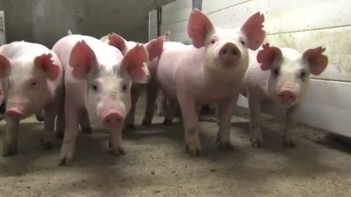 AgweekTV: Prop 12 Passed in California