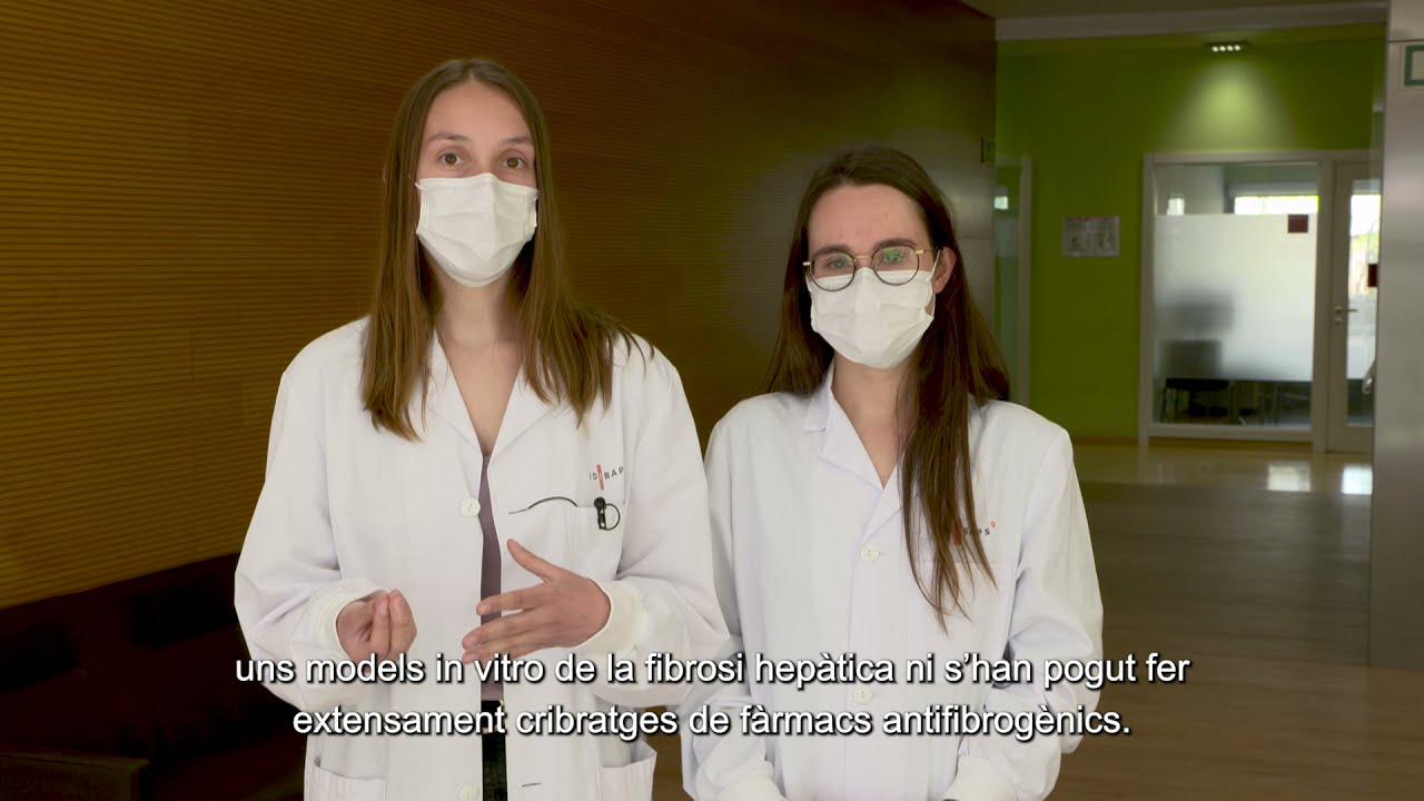 Descriuen el protocol per obtenir cèl·lules estrellades hepàtiques a partir de cèl·lules mare