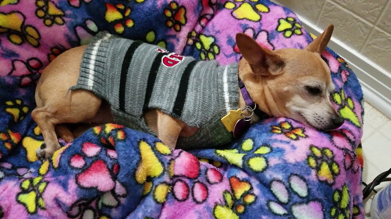 Dog Calmer During Holiday Fireworks Calming Supplement YouTube