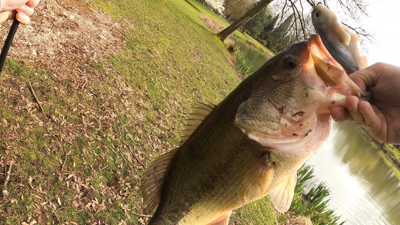 Throwing BIG swim baits for giant bass