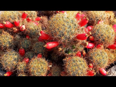 Video: Mammillaria-suvun Kaktukset, Jotkut Lajit, Pidätysolosuhteet - 1