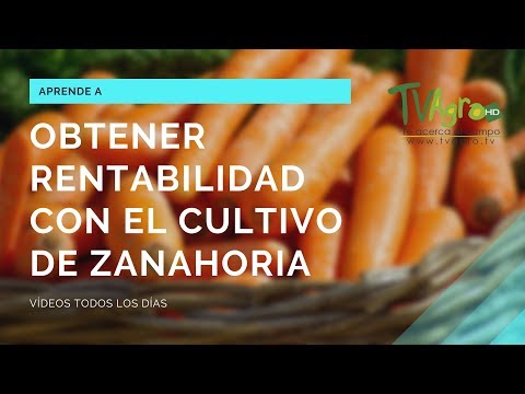 Video: Tecnología Agrícola De Zanahorias, Variedades Y Plagas