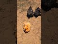 Texas is so hot it melted my chickens