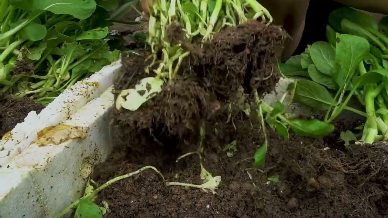 Growing vegetables in styrofoam, How to grow vegetables quickly and