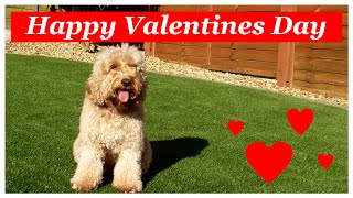 Dog Dancing and Tricks - Cockapoo Valentine's Day 2015