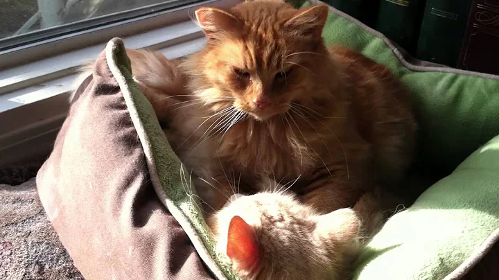 Sunny and Star waking up