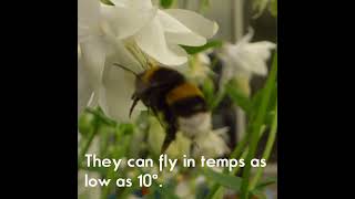 bumblebees #shorts #nature #bees #wildlife