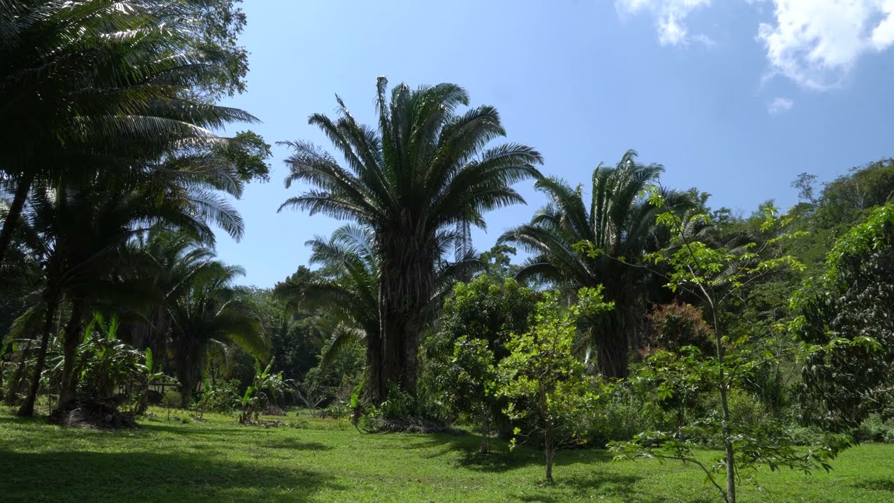 Belize Jungle Valley Relaxation 4K Video ( Chill / Zen / Screensaver / Calming / Wallpaper )