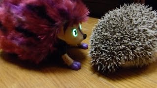 We got our hedgehog a girlfriend! (Zoomer Hedgiez)